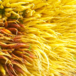 Carrots at Union Square Greenmarket