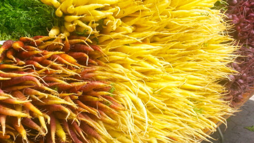 Carrots at Union Square Greenmarket