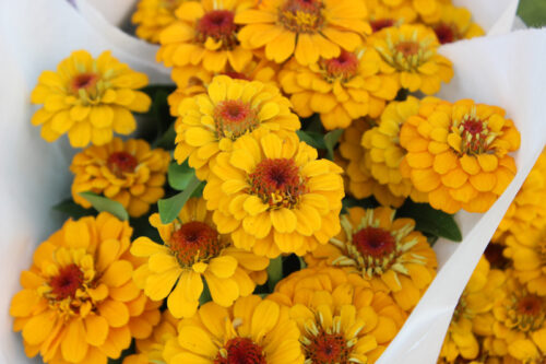 Flowers from The River Garden