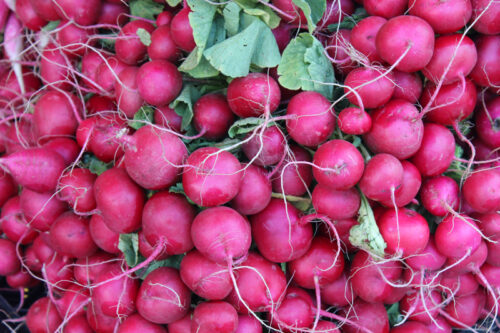 Pink Beauty Radishes