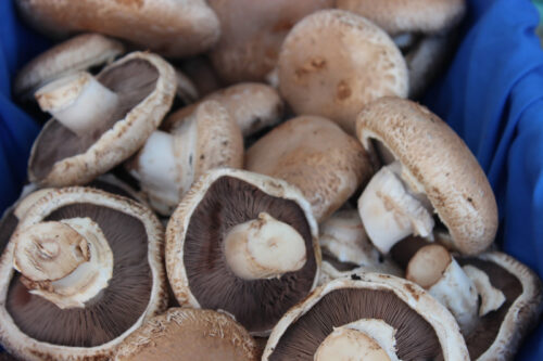 Portobello Mushrooms