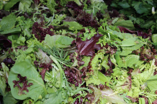Mixed Salad Greens from S & SO Produce Farms