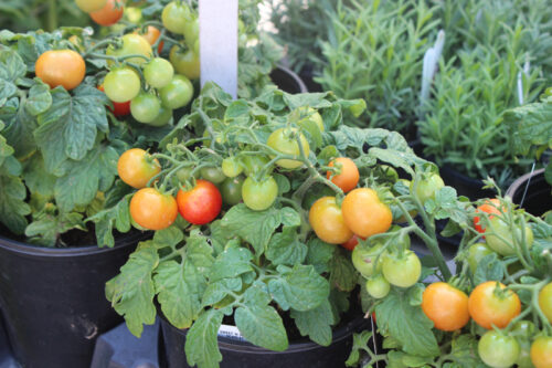 Sweet 'N Neat Tomatoes