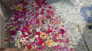 Flower petals floating in a pool. Marrakesh. 2017