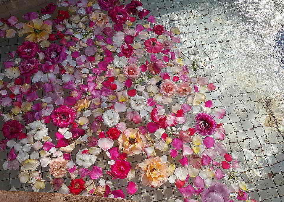 Flower petals floating in a pool. Marrakesh. 2017