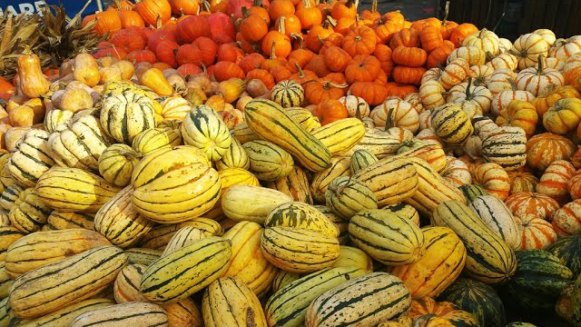Pumpkins At The Union Square Greenmarkets